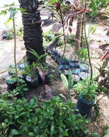 Opération végétalisation lancée !